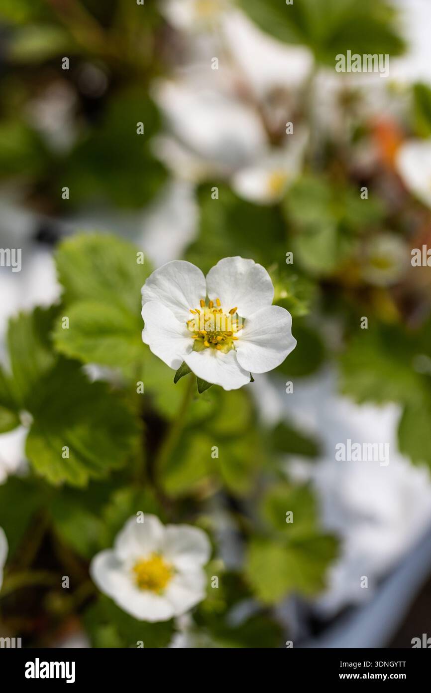 Erdbeerblüte, weiße Blütenblätter, gelbe Blütenstempel, Makro, Botanik, Details Stockfoto