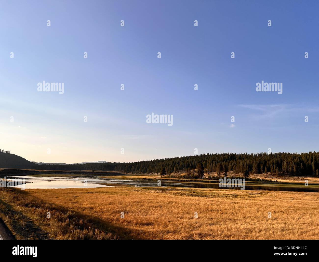 Dampf steigt aus einer riesigen goldenen Ebene auf, während Autos eine ruhige Straße fahren und eine dramatische geothermische Landschaft, umgeben von Wald und klarem blauen Himmel, enthüllen. - Smartphone-aufgenommenes Stockfoto
