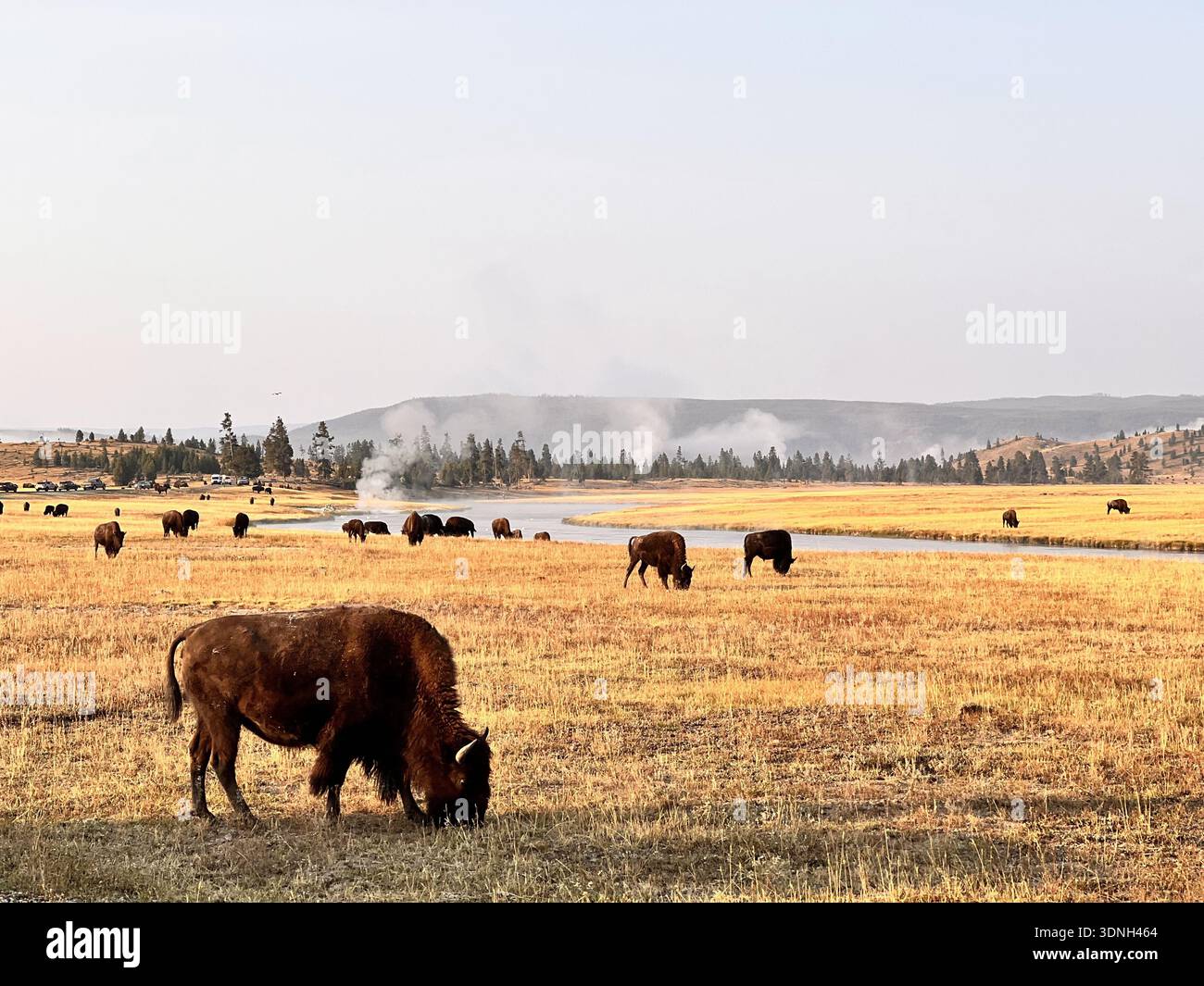Bisonherde weidet auf einem breiten, goldenen Grasland in der Nähe eines Flusses, während Dampf aus geothermischen Quellen in der wilden und malerischen Yellowstone-Landschaft steigt. - Smartphone-aufgenommenes Stockfoto