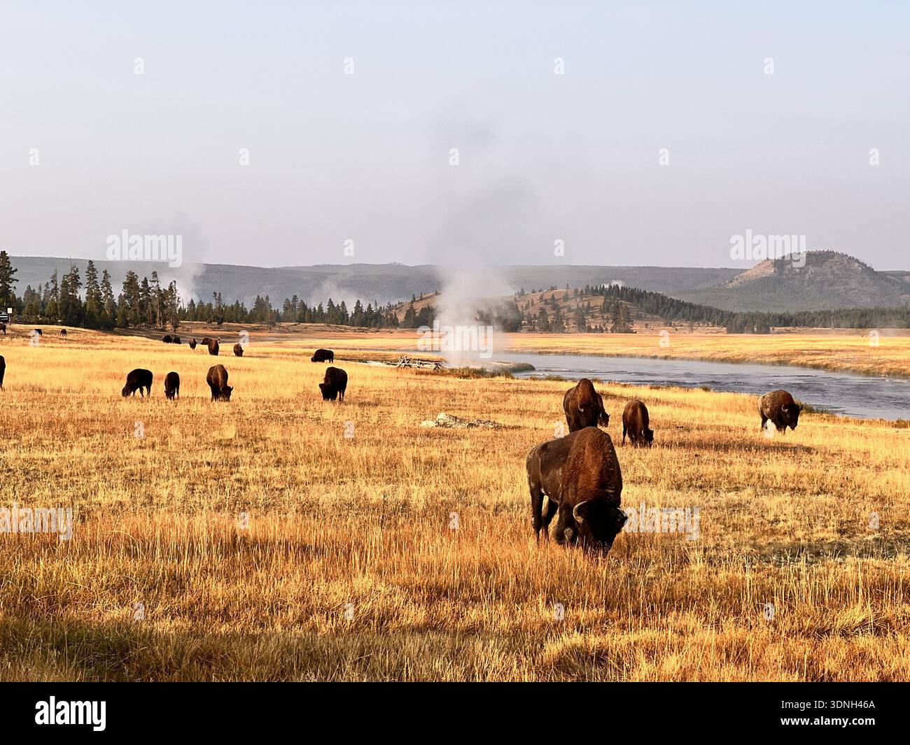 Bisonherde weidet auf einem breiten, goldenen Grasland in der Nähe eines Flusses, während Dampf aus geothermischen Quellen in der wilden und malerischen Yellowstone-Landschaft steigt. - Smartphone-aufgenommenes Stockfoto
