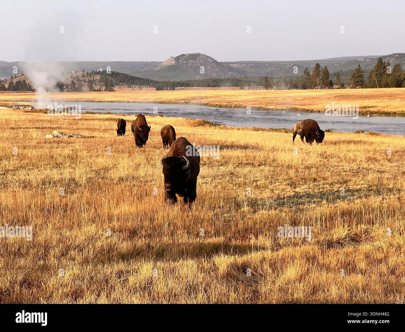 Bisonherde weidet auf einem breiten, goldenen Grasland in der Nähe eines Flusses, während Dampf aus geothermischen Quellen in der wilden und malerischen Yellowstone-Landschaft steigt. - Smartphone-aufgenommenes Stockfoto