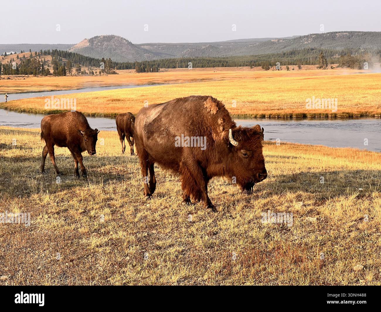 Bisonherde weidet auf einem breiten, goldenen Grasland in der Nähe eines Flusses, während Dampf aus geothermischen Quellen in der wilden und malerischen Yellowstone-Landschaft steigt. - Smartphone-aufgenommenes Stockfoto