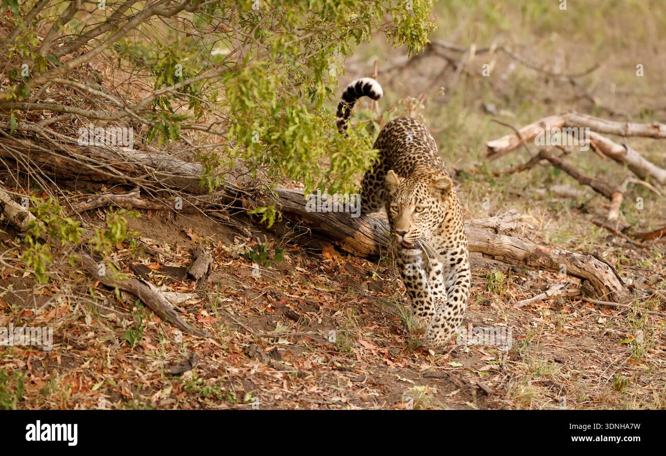 Ein afrikanischer Leopard (Panthera pardus pardus) klettert über einen Baum im Sabi Sands Game Reserve vor den Toren des Kruger-Nationalparks in Südafrika. Stockfoto