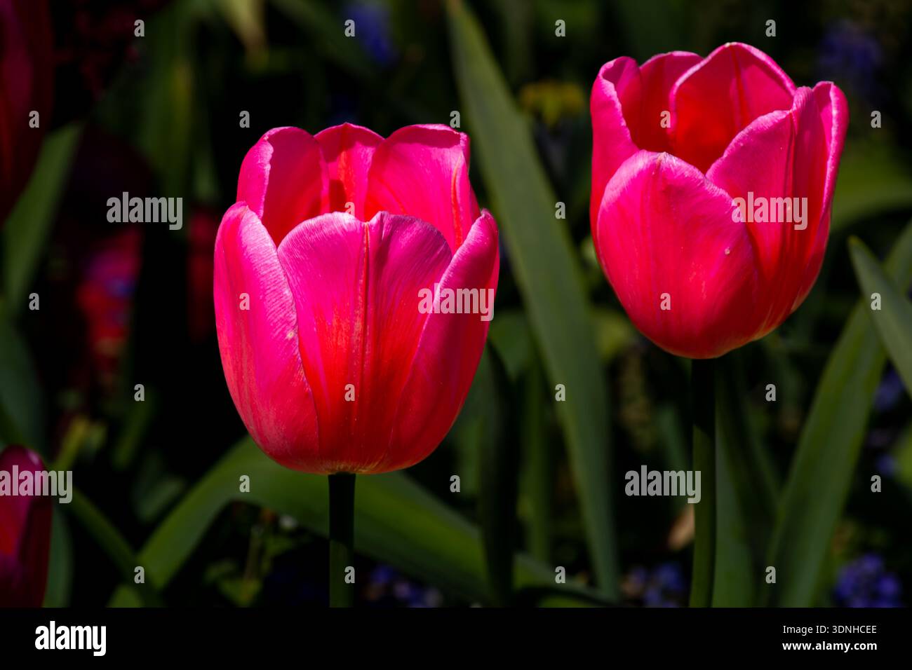Zwei pinkfarbene Tulpen in einem Blumengarten Stockfoto