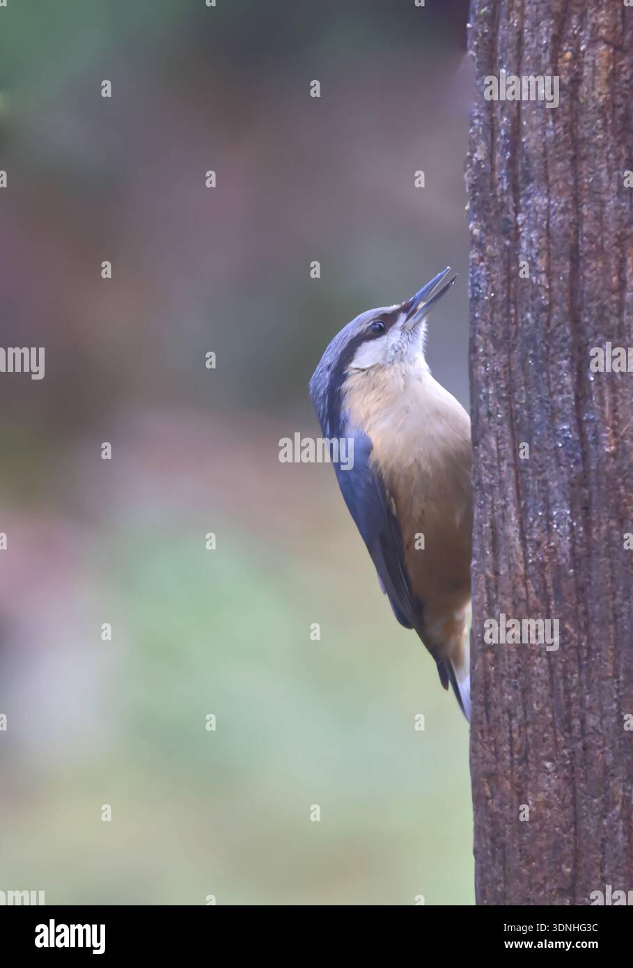 Eurasian Nuthatch (Sitta europaea) klettert auf einen Holzpfosten in einem Waldhabitat in Sussex, Großbritannien. Einheimischer britischer Waldvogel mit natürlichem Klettern Stockfoto