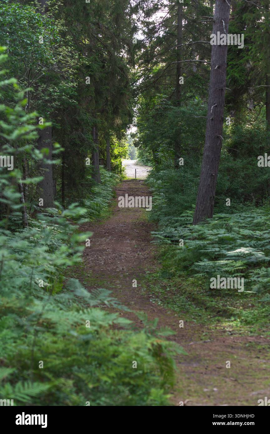 Pfad führt durch einen dunklen Wald mit stimmungsvoller Waldlandschaft Stockfoto