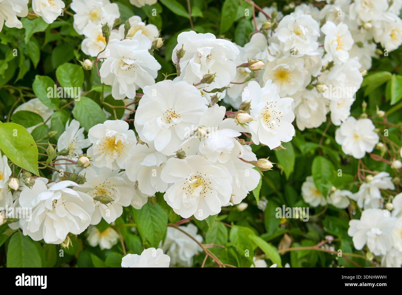 Bobbie James Rose (Rosa „Bobbie James“, Rosa Bobbie James), blühend, Sorte Bobbie James, Deutschland Stockfoto