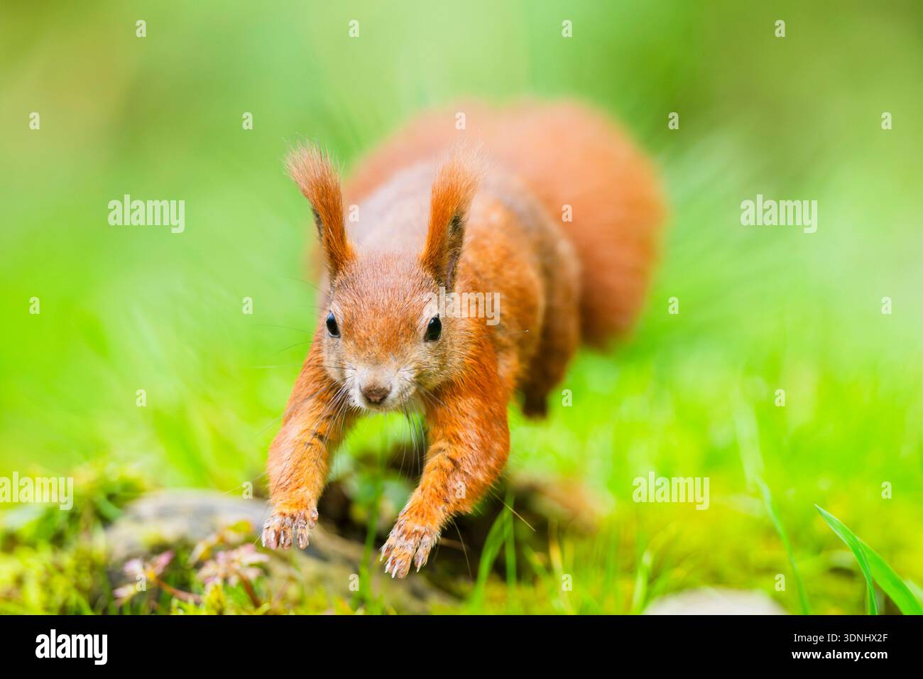 Europäisches Rotes Eichhörnchen, eurasisches Rotes Eichhörnchen (Sciurus vulgaris), das über eine Wiese läuft, Deutschland, Bayern Stockfoto