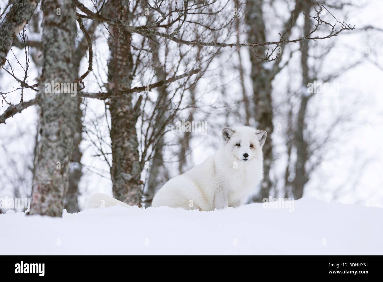 polarfuchs, Polarfuchs (Alopex lagopus, Vulpes lagopus), im Wald im Schnee, Norwegen, Troms, Polar Park, Bardu Stockfoto