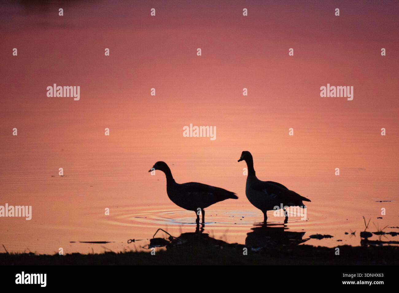 Ägyptische Gänse (Alopochen aegyptiacus), zwei ägyptische Gänse, die bei Sonnenuntergang durch flaches Wasser am Flussufer waten, Botswana, Okavango Delta Stockfoto