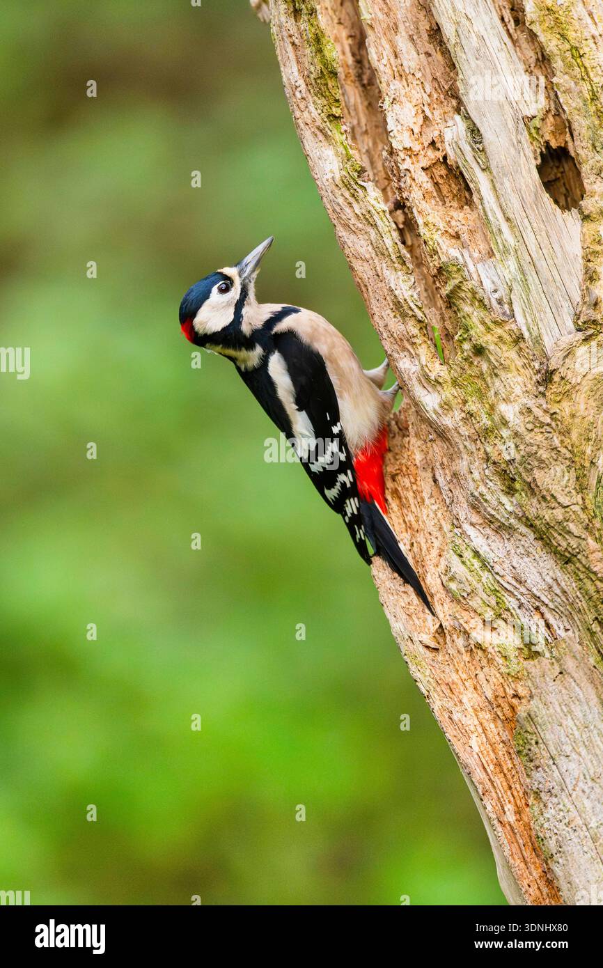 Großspecht (Picoides Major, Dendrocopos Major), sitzt im Spätsommer auf einem alten, verrotteten Baumstamm, Deutschland, Bayern Stockfoto