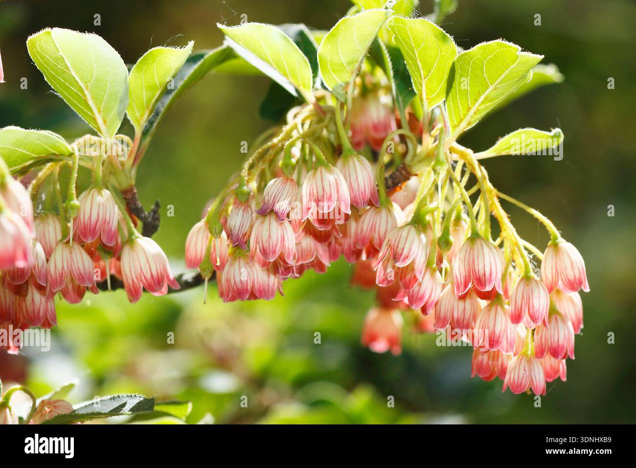 Redvein Enkianthus (Enkianthus campanulatus), blühender Zweig, Deutschland Stockfoto