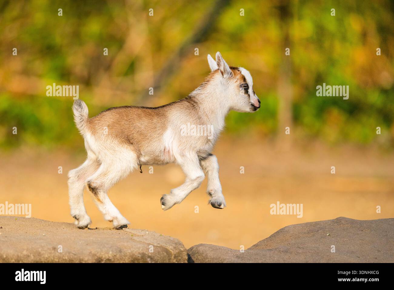 Hausziege (Capra hircus, Capra aegagrus f. hircus), in die Luft springende Ziege, Deutschland, Bayern Stockfoto