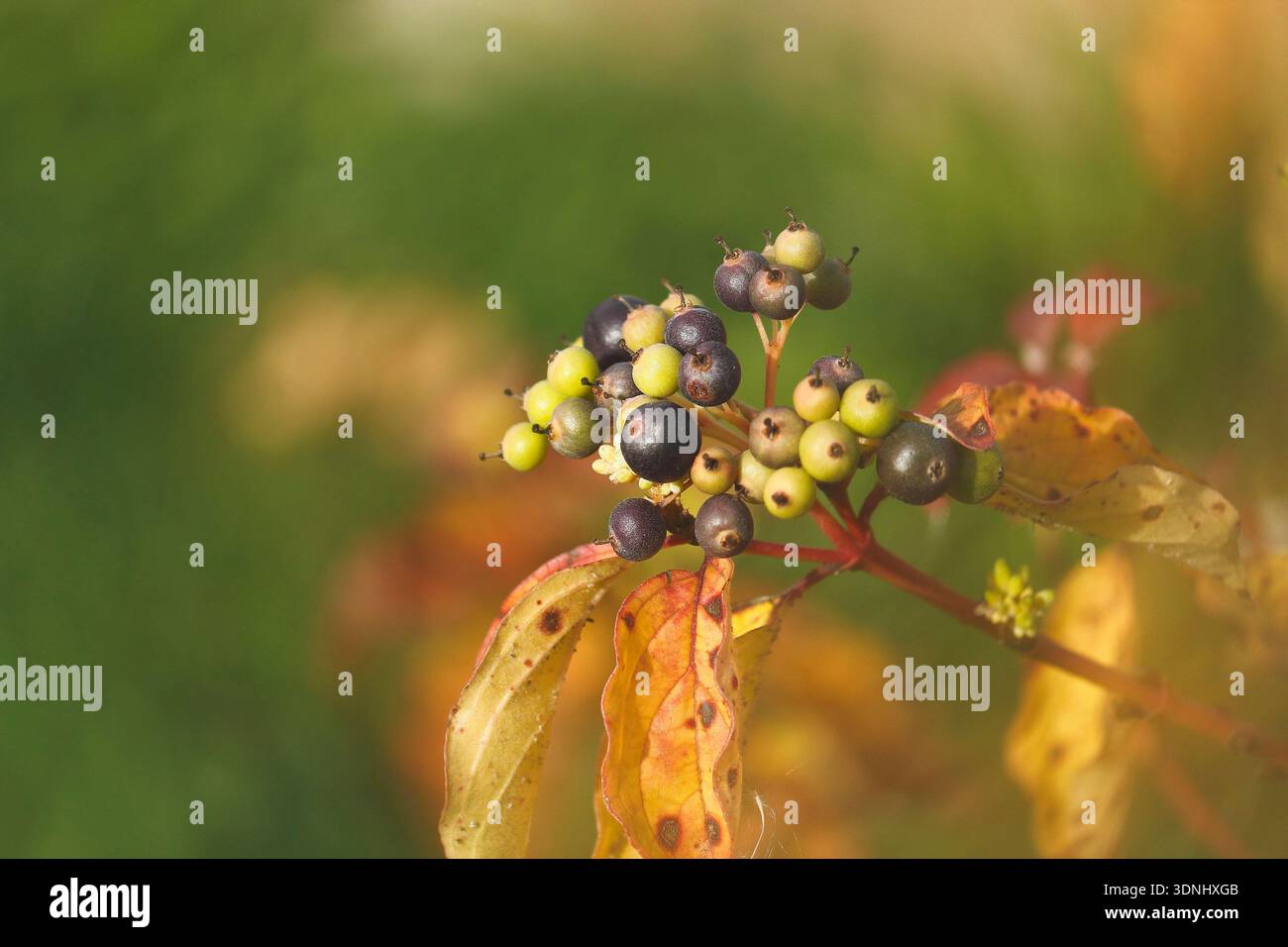 hartholz, Hundebeere (Cornus sanguinea), Frucht, Deutschland, Nordrhein-Westfalen Stockfoto
