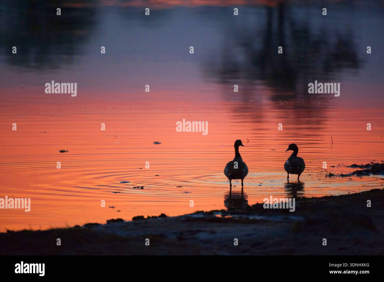 Ägyptische Gänse (Alopochen aegyptiacus), zwei ägyptische Gänse, die bei Sonnenuntergang durch flaches Wasser am Flussufer waten, Botswana, Okavango Delta Stockfoto