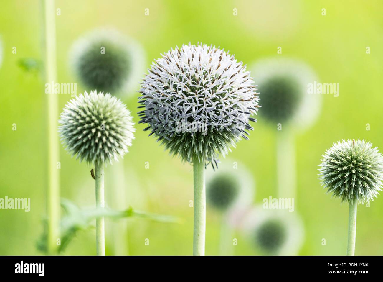 Russische Globe Thistle, großer Globus-Distel (Echinops Exaltatus), blühen, Deutschland Stockfoto