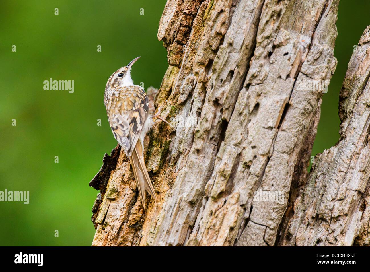 Gemeiner Baumstamm, eurasischer Baumstamm, Baumstamm (Certhia familiaris), klettern auf einen alten, verrotteten Baumstamm, Deutschland, Bayern Stockfoto