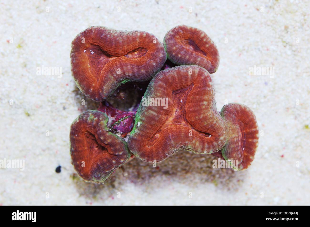 Grün umrandete Orange Lobophyllia Brain Coral, Lobophyllia haemprichiI Stockfoto