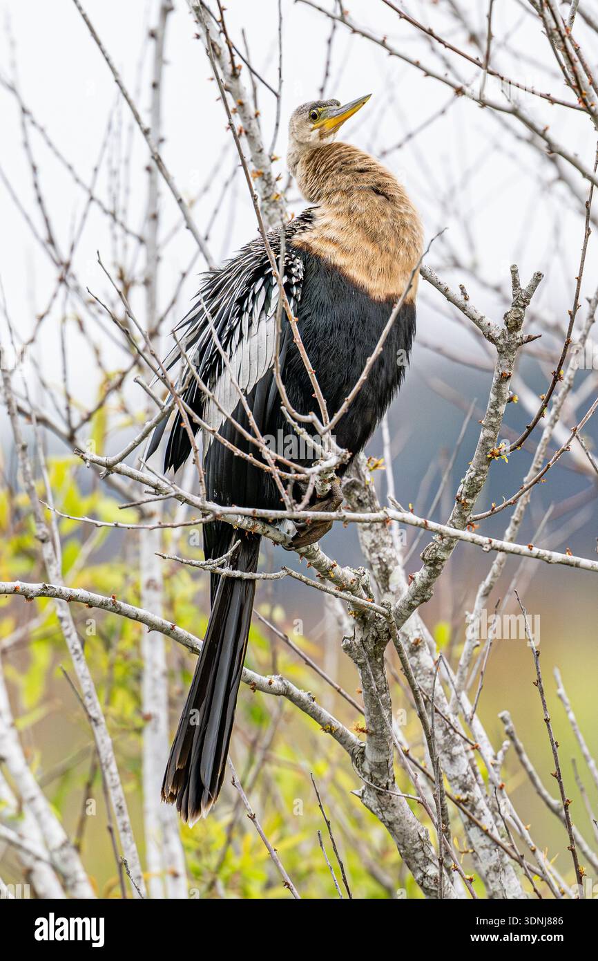 Anhinga Nahaufnahme - weibliche Anhinga anhinga - in Florida Feuchtgebiete Habitat - Nahaufnahme von Wasservögeln am See - Schlangenvogel Dart Wasser truthahn Stockfoto