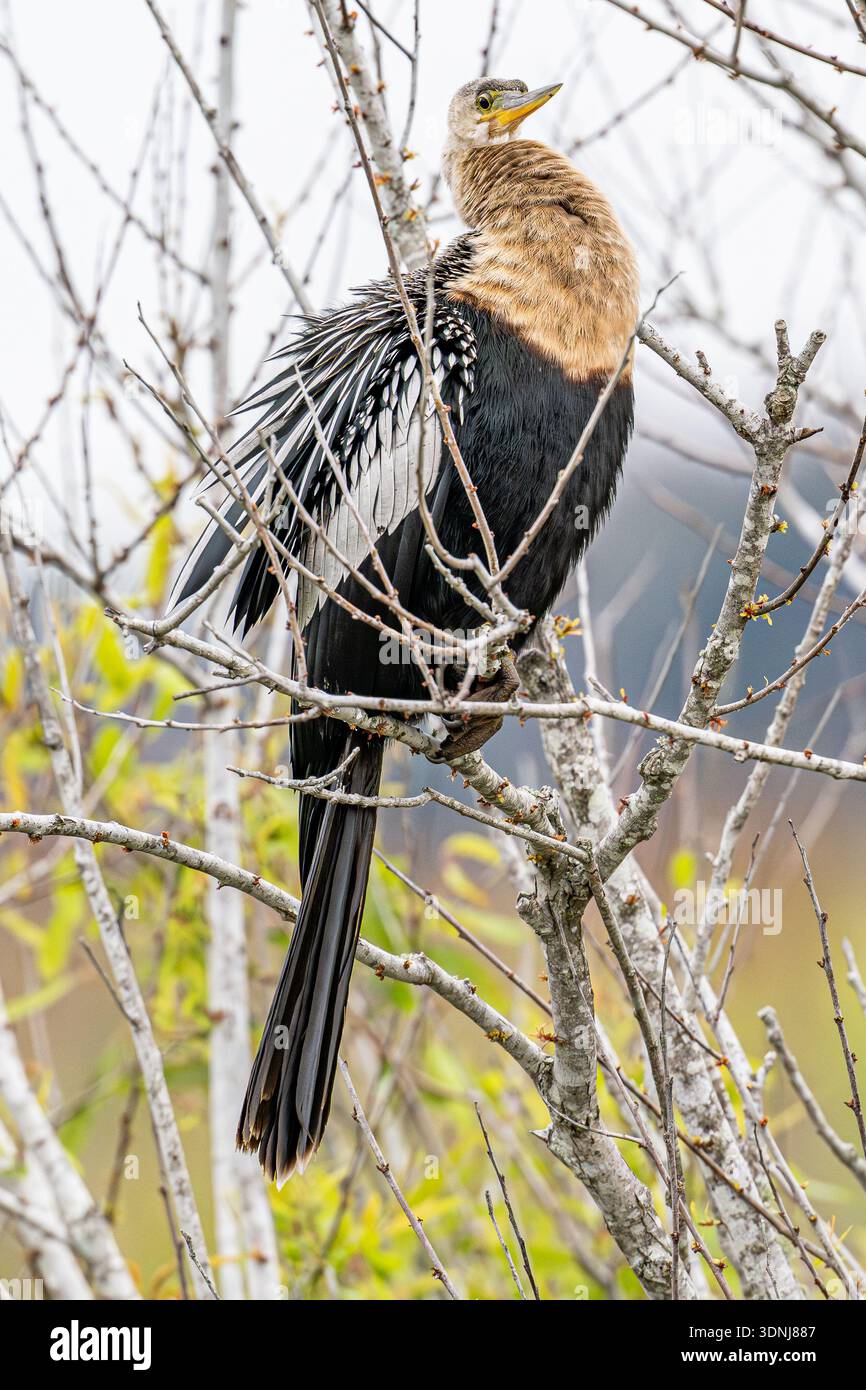 Anhinga Nahaufnahme - weibliche Anhinga anhinga - in Florida Feuchtgebiete Habitat - Nahaufnahme von Wasservögeln am See - Schlangenvogel Dart Wasser truthahn Stockfoto