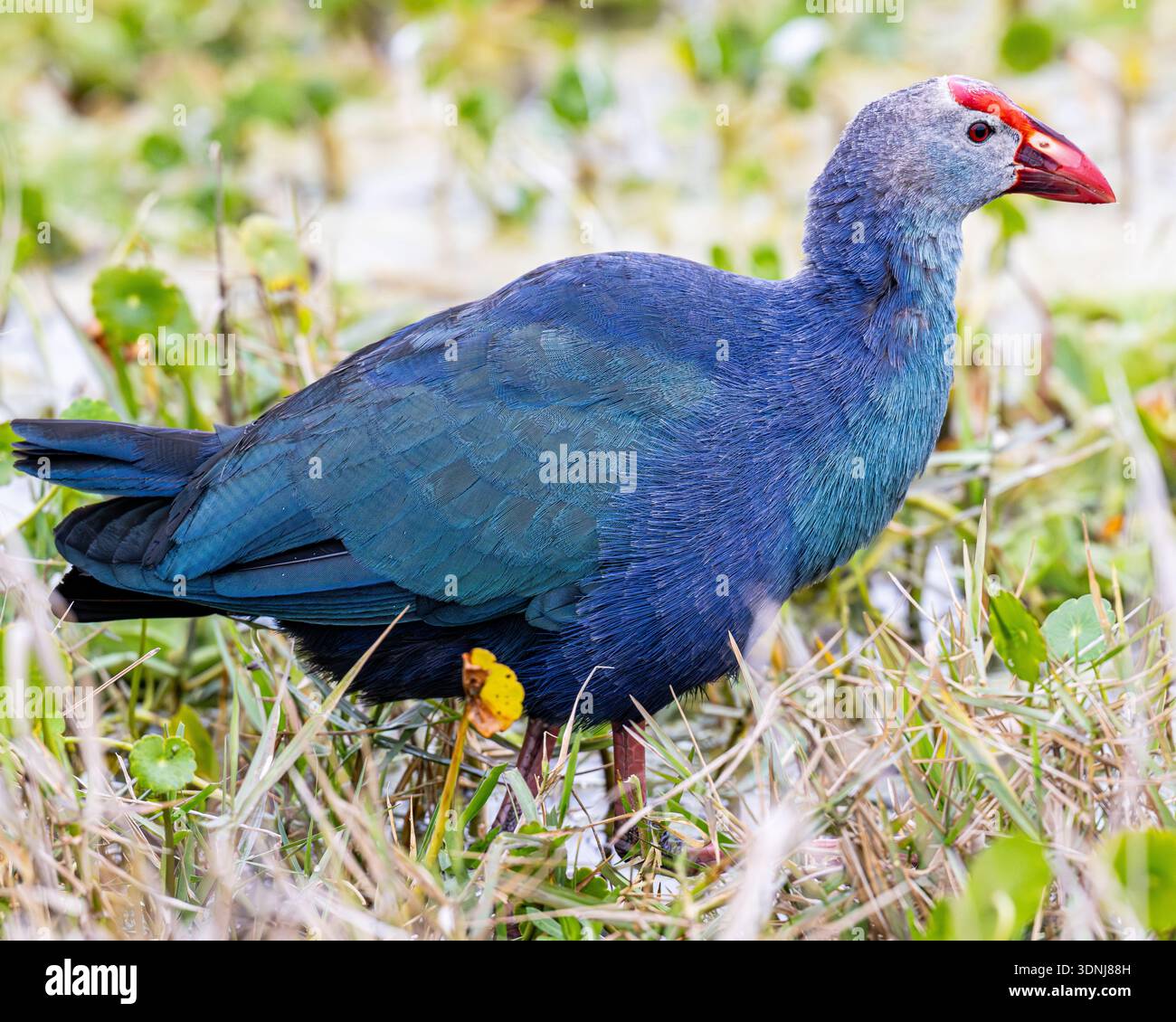 Graukopfsumpel - Porphyrio poliocephalus - Spaziergang am Ufer des Sumpfes in Florida - Stockfoto