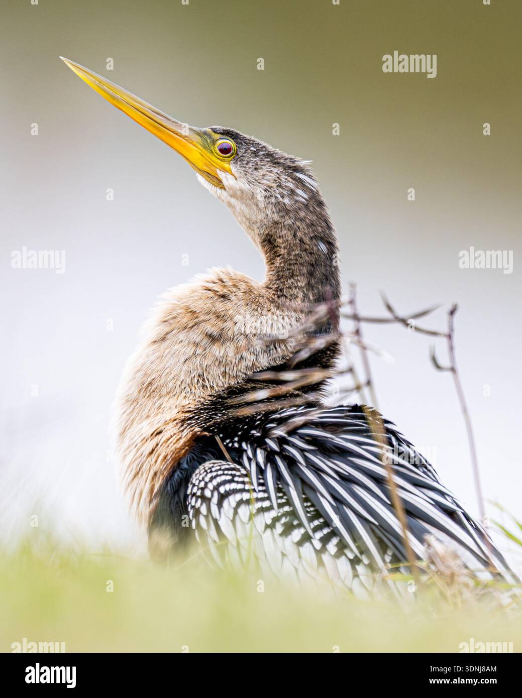 Anhinga Nahaufnahme - weibliche Anhinga anhinga - in Florida Feuchtgebiete Habitat - Nahaufnahme von Wasservögeln am See - Schlangenvogel Dart Wasser truthahn Stockfoto