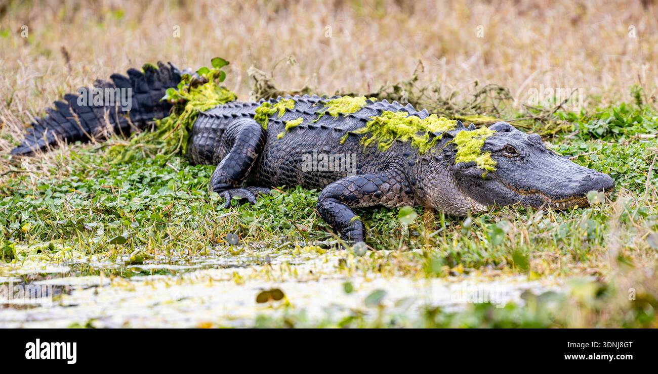 Amerikanischer Alligatorsumpf - Alligator mississippiensis im Wasserschwimmen - bedrohtes Florida Reptil - Nahaufnahmen von Auge und Zähnen Stockfoto