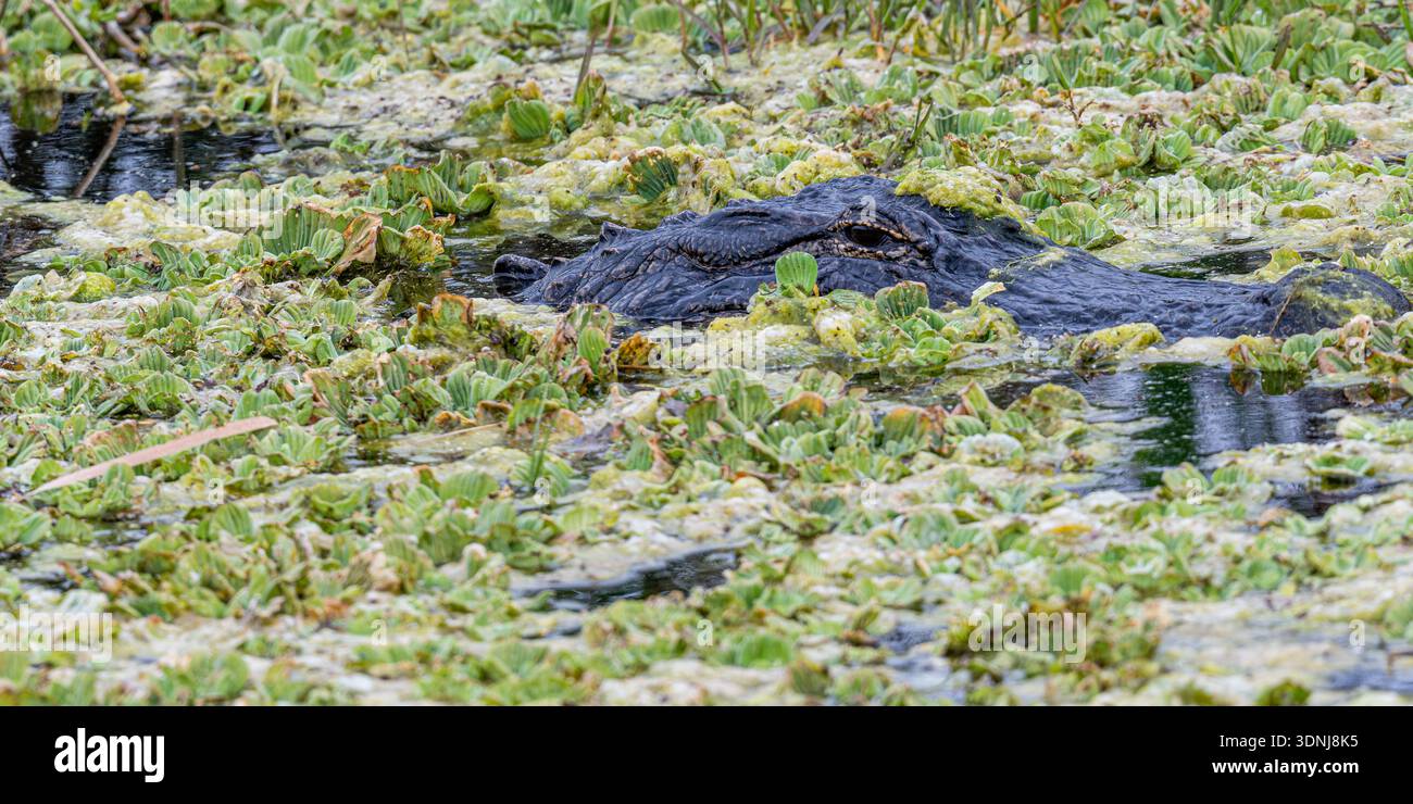 Amerikanischer Alligatorsumpf - Alligator mississippiensis im Wasserschwimmen - bedrohtes Florida Reptil - Nahaufnahmen von Auge und Zähnen Stockfoto