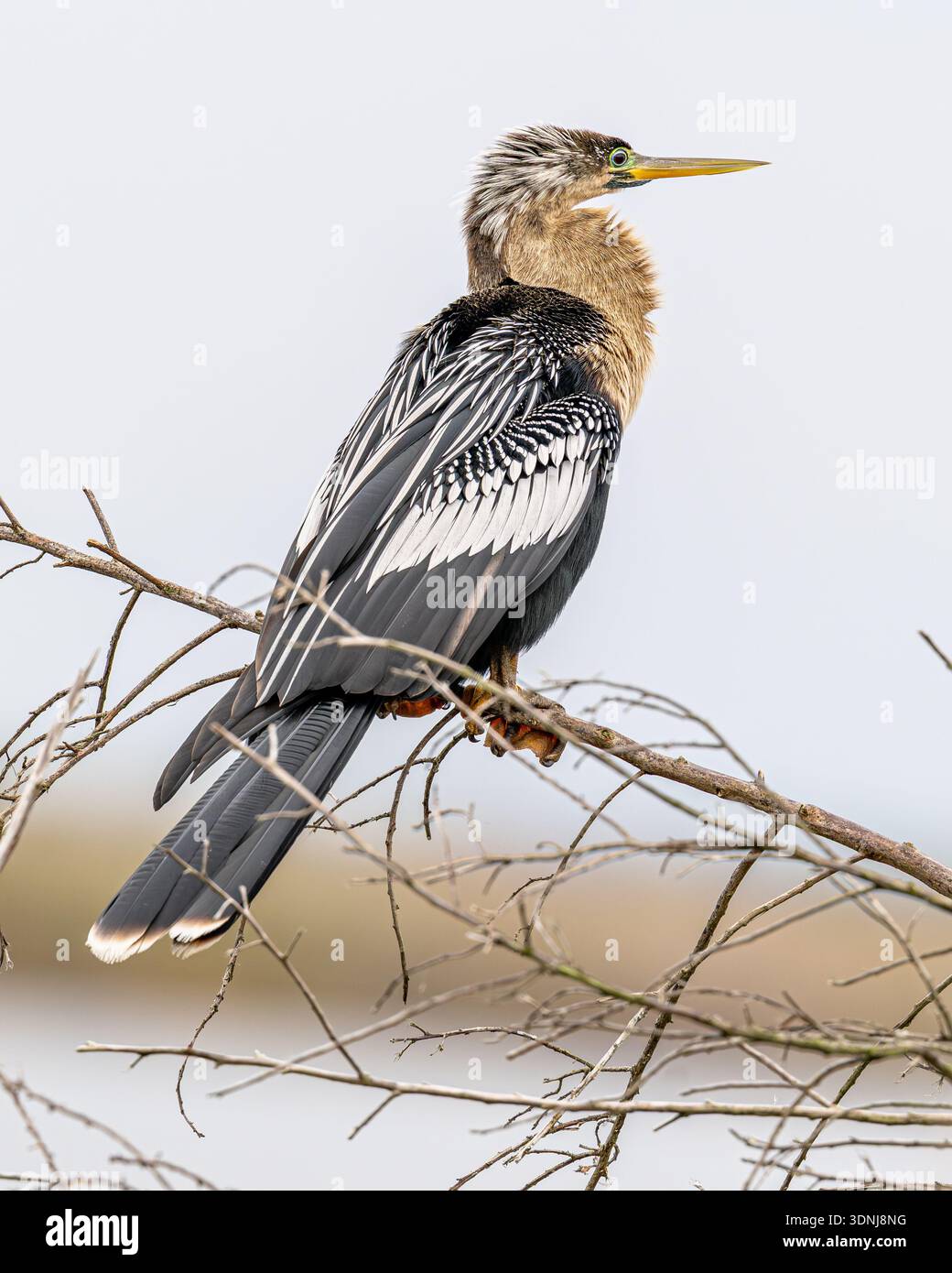 Anhinga Nahaufnahme - weibliche Anhinga anhinga - in Florida Feuchtgebiete Habitat - Nahaufnahme von Wasservögeln am See - Schlangenvogel Dart Wasser truthahn Stockfoto