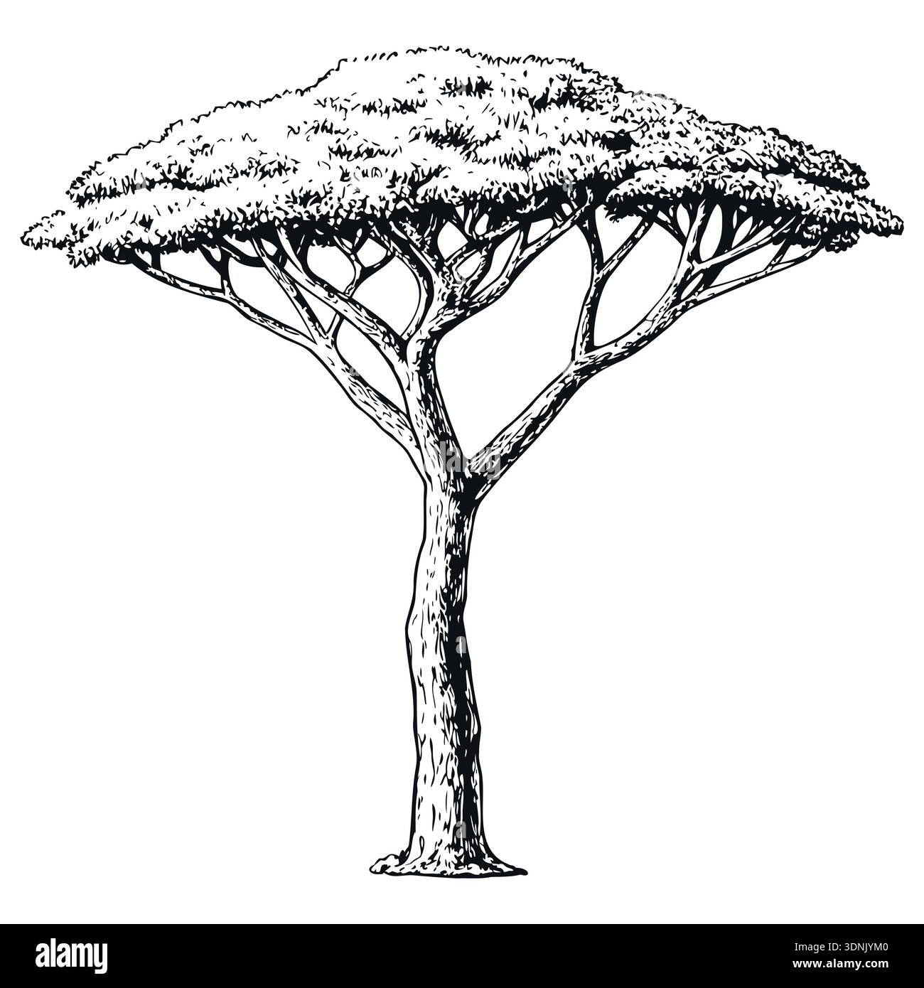 Handgezeichneter Akazienbaum mit sehr breiter schirmförmiger Krone. Detailgetreuer Vintage-Ätzstil. Stock Vektor