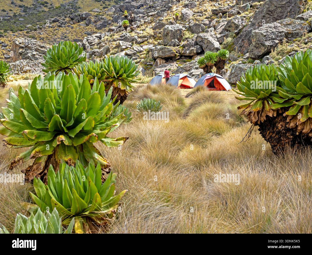 Camping zwischen riesigen Grundstücken am Ufer des Lake Michaelson auf dem Mt Kenia Stockfoto