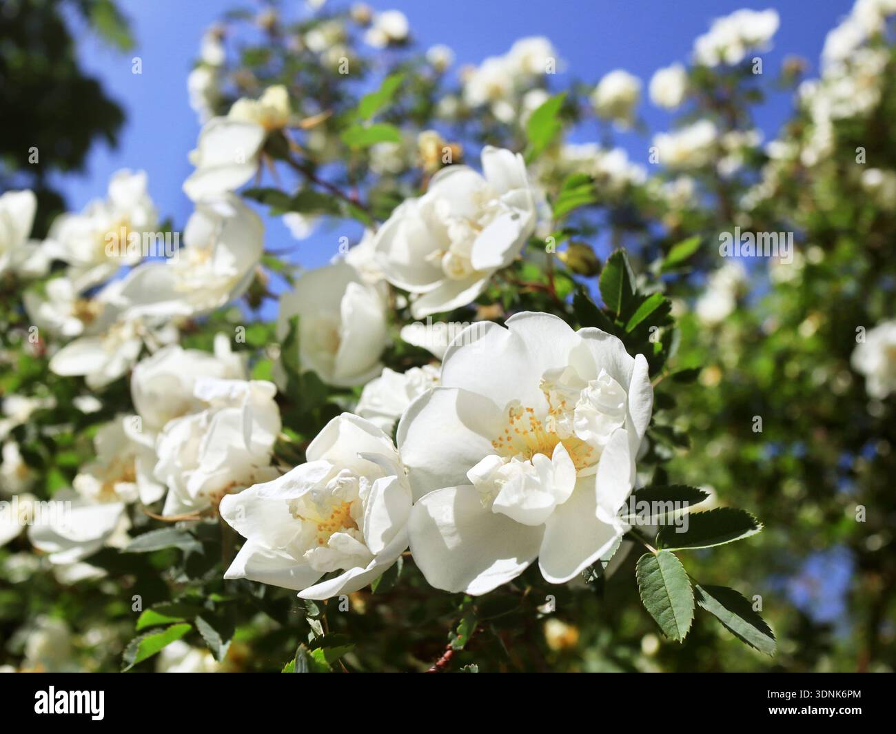 Wilde rosa weiße Blumen in der Gartennähe Stockfoto