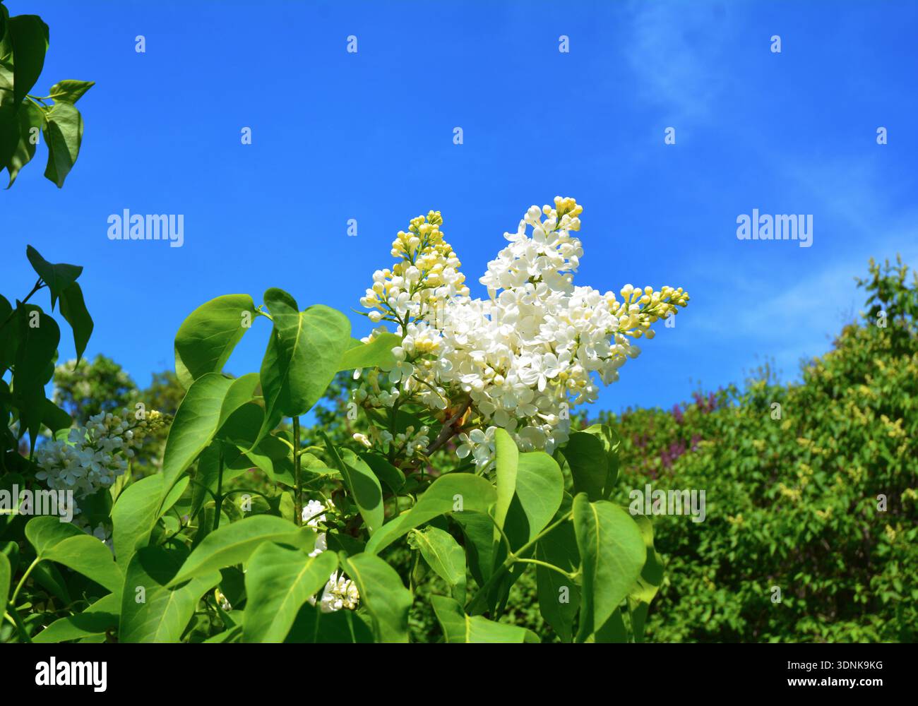 Flieder. Weiße Flieder-Blüten. Blühender Busch aus weißen Fliedern im Frühling. Schöne Blumen aus weißem Flieder. Stockfoto