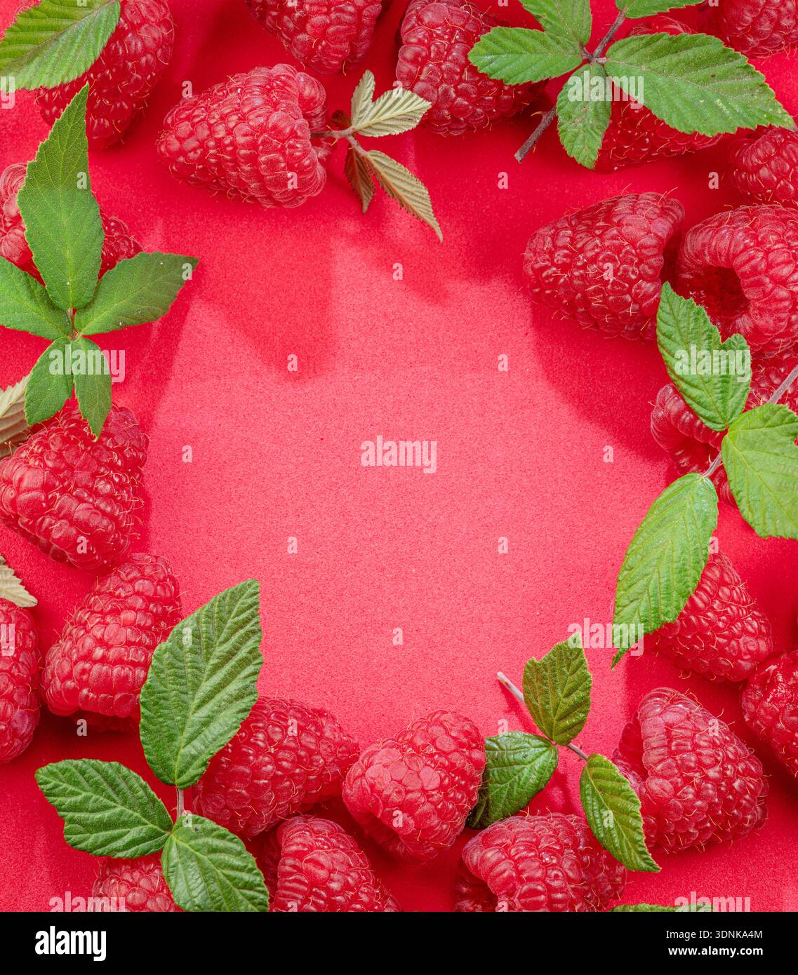 Frische rote, reife Himbeeren mit grünen Blättern, die als Rahmen auf rotem Hintergrund angeordnet sind. Stockfoto