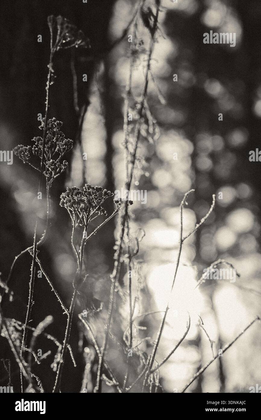 Künstlerisches Schwarz-weiß-Bild von frostbedeckten Wildpflanzen, die in starkem Hintergrundlicht in einem Winterwald leuchten. Geringe Schärfentiefe und weiches Bokeh Stockfoto