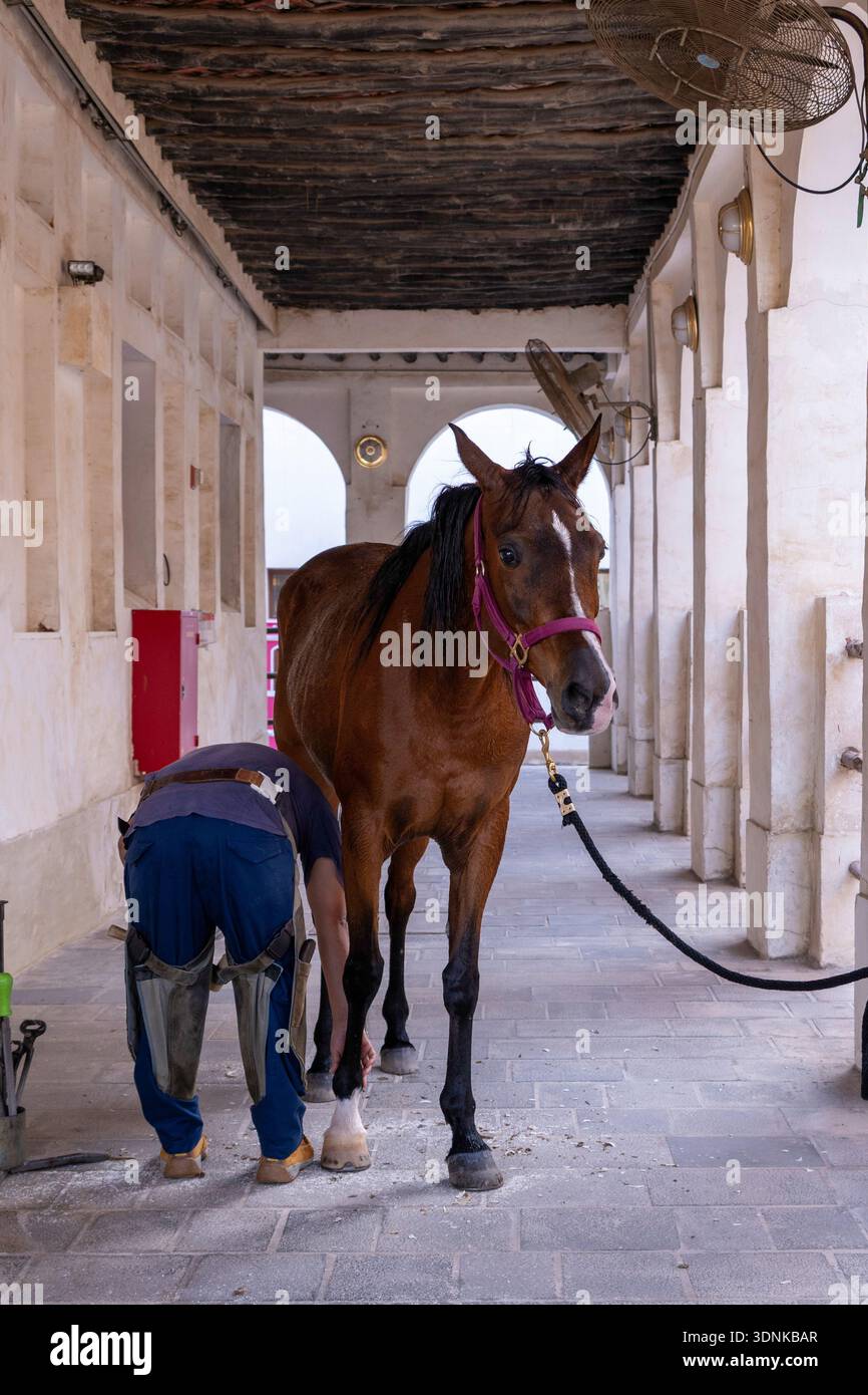 Doha, Katar - 04. Februar 2026: Der Farrier passt das Hufeisen an den Hufhufe. Er hält einen Hammer in der Hand, mit dem er die Nägel treibt Stockfoto