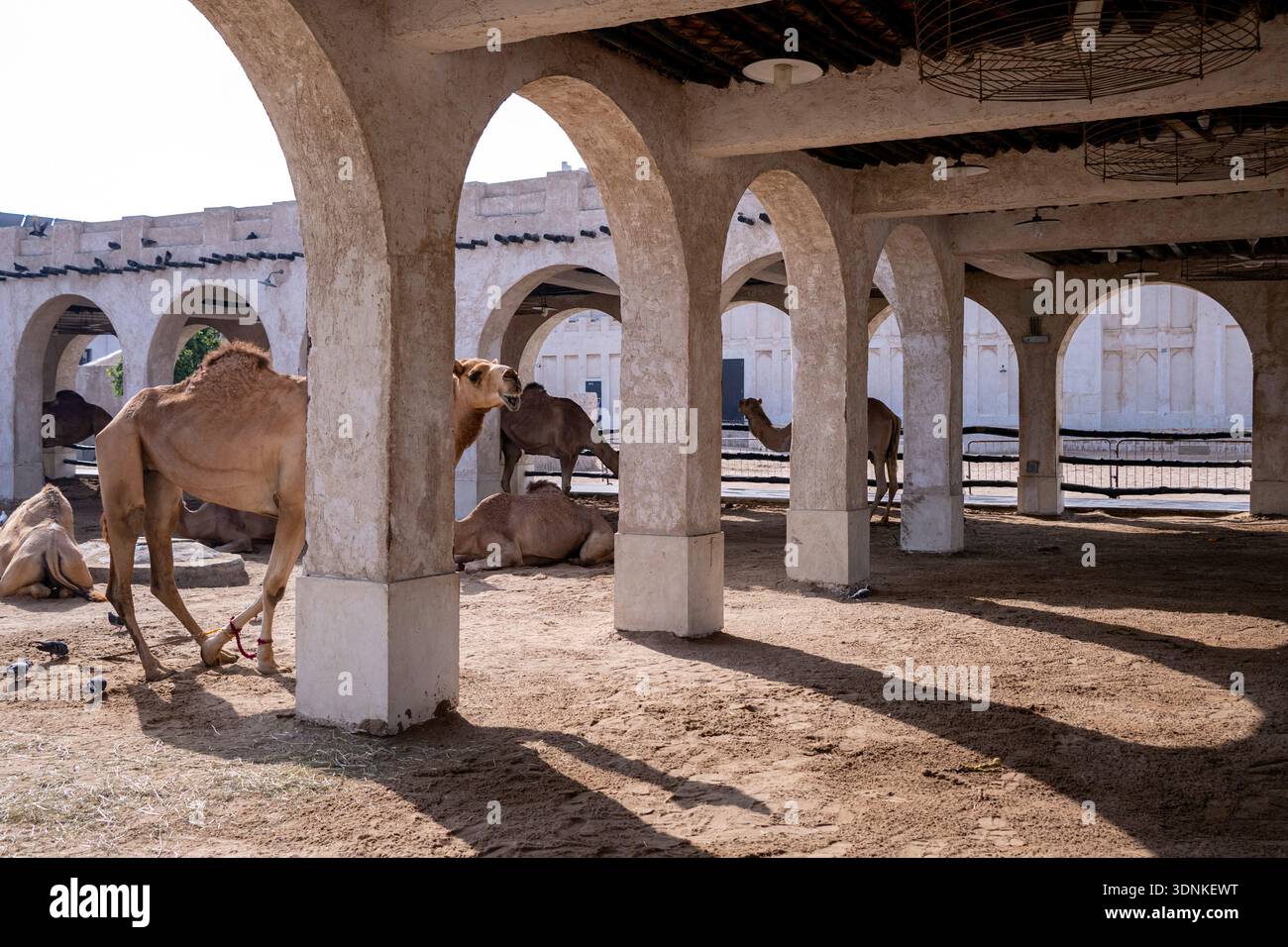 Doha, Katar - der Kamelstift in Doha, Katar, ist ein geschäftiges Drehkreuz in der Nähe des Falcon Souq in Souq Waqif. Dieser lebendige Ort, um Kreaturen zu sehen Stockfoto