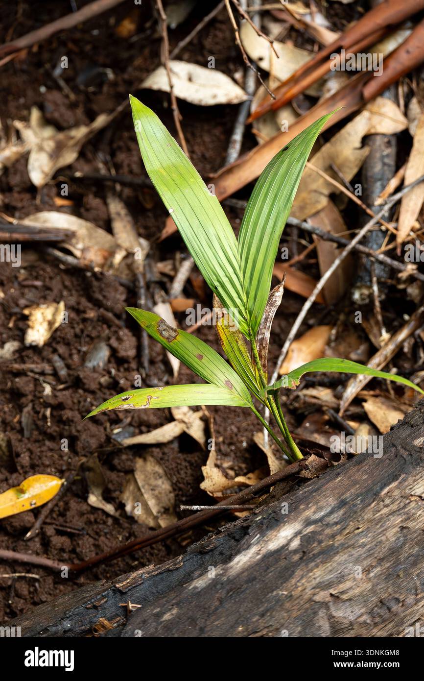 Kleiner Palmenkeimling, der im australischen Regenwald sprießt, Bangalow Palm, Archontophoenix cunninghamiana. Grün unter den gefallenen braunen Blättern. Stockfoto