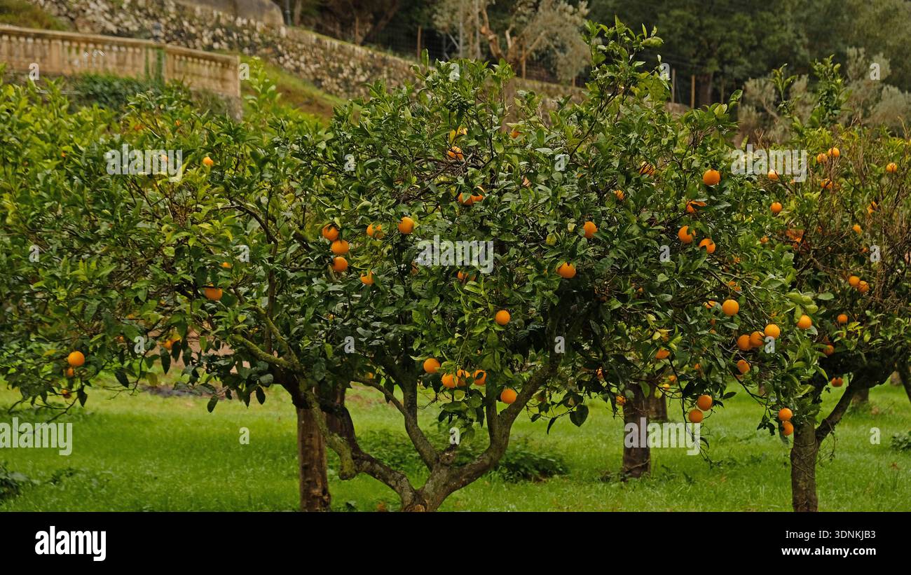 Lebendiger Orangenhain mit üppigem Grün und reifer Orangenfrucht. Ernte Stockfoto