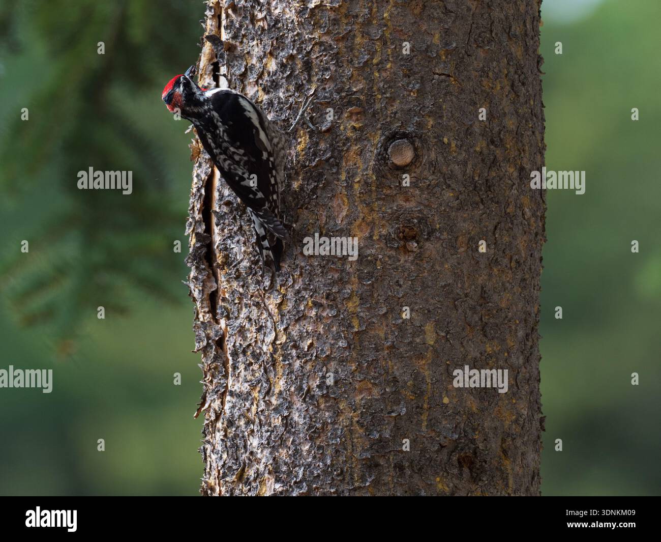 Sphyrapicus nuchalis, der auf der Suche nach Nahrung an einem Nadelbaum ist, in der Nähe der Jackson Lake Lodge, Grand Teton National Park, Wyoming, USA, Ju Stockfoto