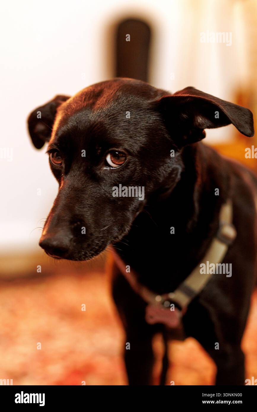 Ein schwarzer Hund mit Gurtzeug sieht seitlich mit ausdrucksstarken Augen in warmer Innenbeleuchtung aus. Stockfoto