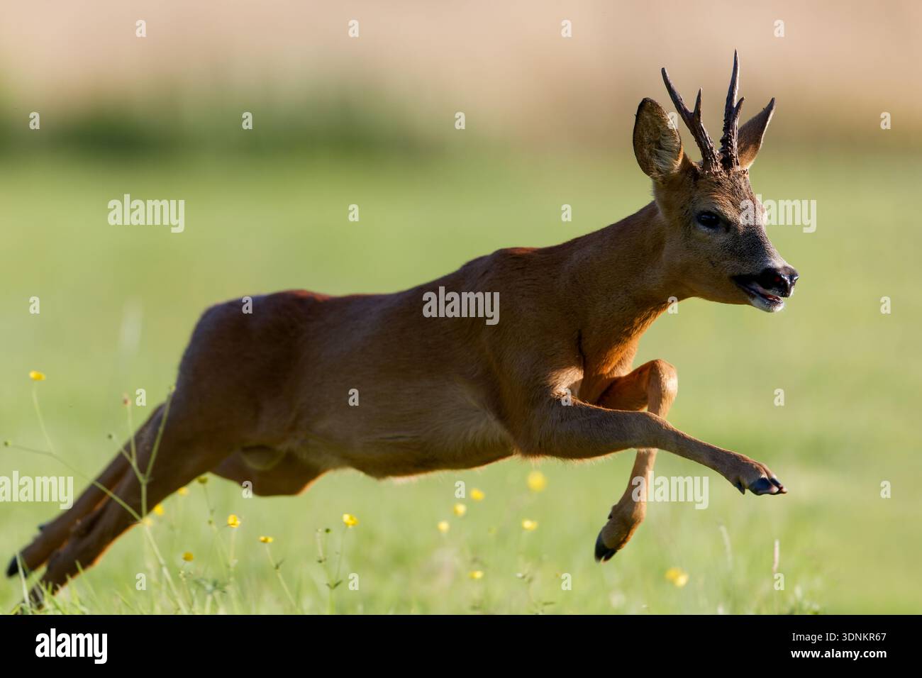 Action-Schuss eines männlichen Rehs (Capreolus capreolus), der durch eine grüne Wiese läuft. Stockfoto
