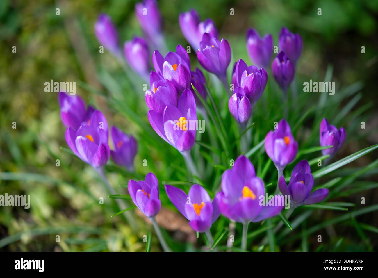 Gruppe von frühem violetten Krokus blüht im Februar in einem englischen Garten. Stockfoto
