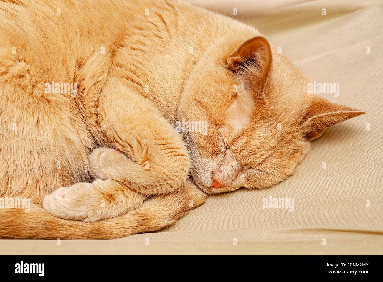 Eine Ingwerkatze schläft mit den Pfoten darunter Stockfoto
