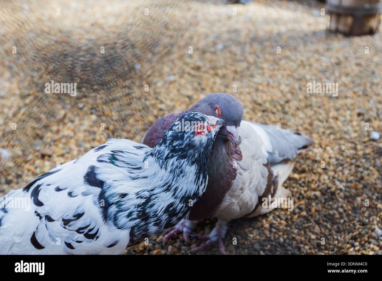 Zwei schicke Tauben mit markantem Gefieder schmiegen sich eng zusammen auf einem Kiesboden in einer Zoo-Voliere. Stockfoto