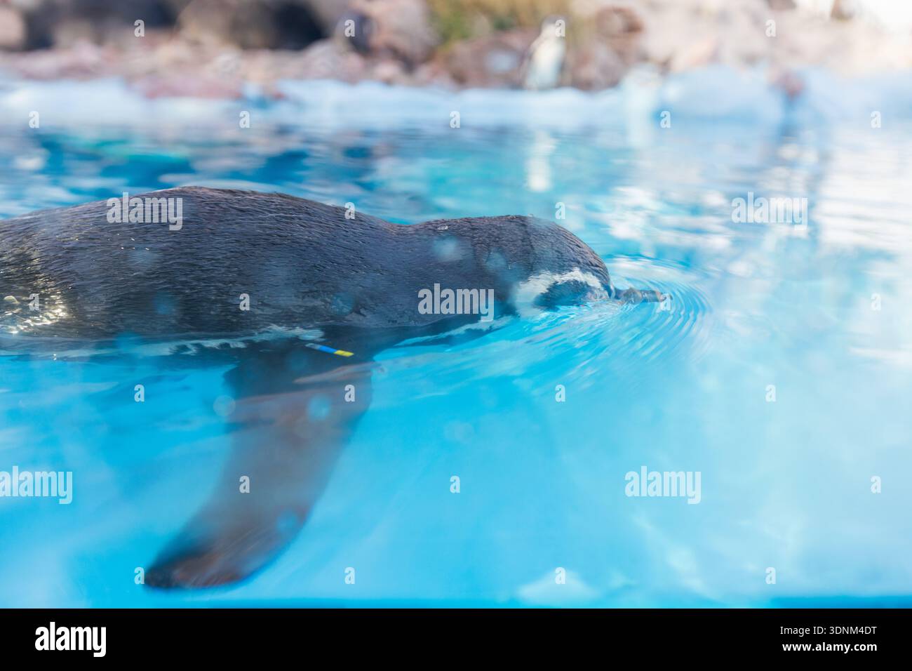 Ein Humboldt-Pinguin gleitet sanft durch kristallklares blaues Wasser und erzeugt sanfte Wellen im Zoo-Pool. Stockfoto