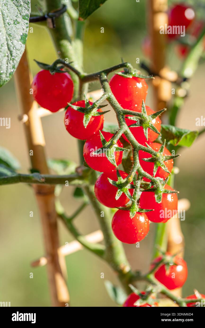 Kirschtomaten bedeckt mit Wassertropfen auf Tomatenpflanze aus nächster Nähe. Vertikale Aufnahme. Stockfoto