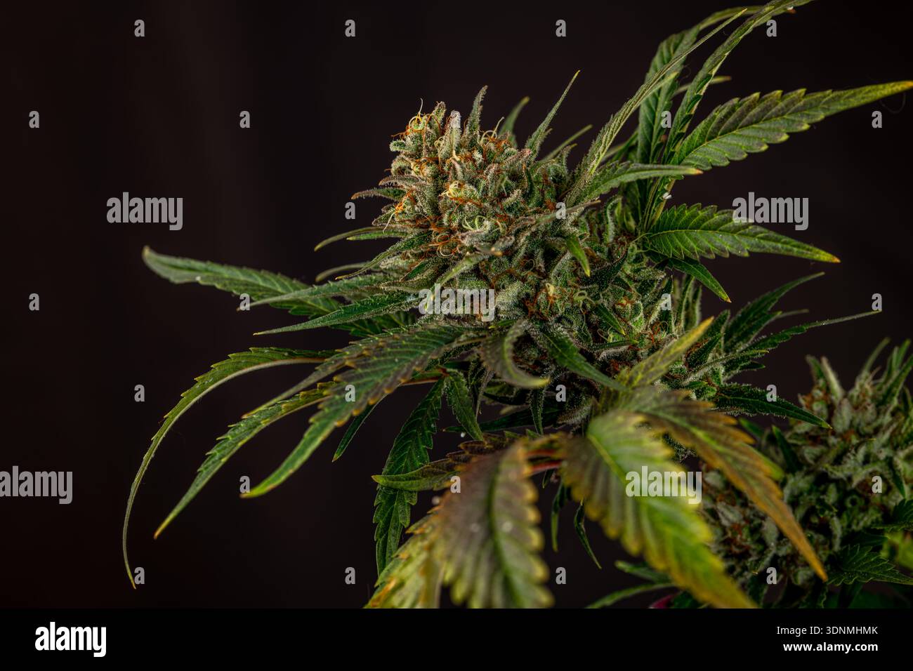 Reife Marihuana-Blüte spezielle Königin-Sorte mit schwarzem Hintergrund Stockfoto