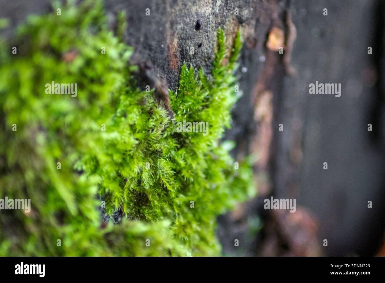 Leuchtendes grünes Moos bildet einen üppigen, strukturierten Teppich. Es sind zarte, gefiederte Stiele und winzige Blätter zu sehen, über denen sich ein schlanker Sporophyt erhebt. Stockfoto