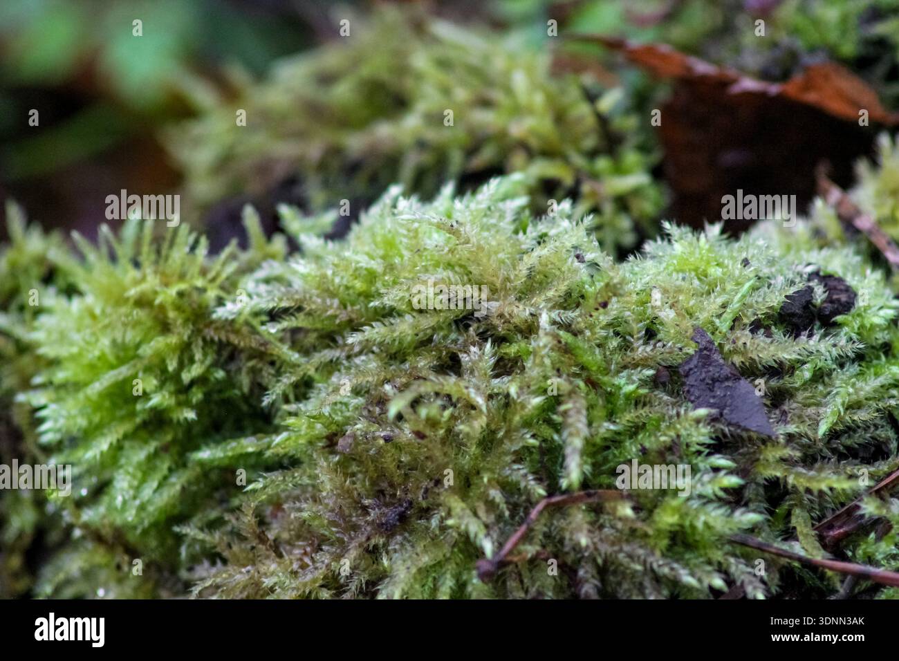 Leuchtendes grünes Moos bildet einen üppigen, strukturierten Teppich. Es sind zarte, gefiederte Stiele und winzige Blätter zu sehen, über denen sich ein schlanker Sporophyt erhebt. Stockfoto